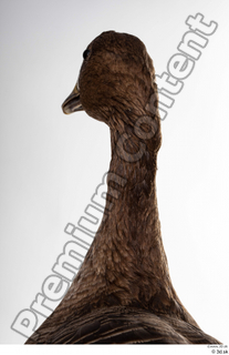 Greater white-fronted goose Anser albifrons head neck 0007.jpg